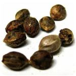 Семена марихуаны АК-47  (Seeds AK-47) в Курске